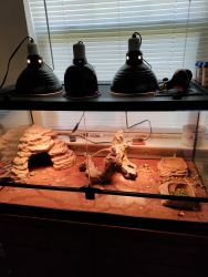 2 Bearded Dragons for sale