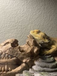 Selling 2 Male Bearded Dragons