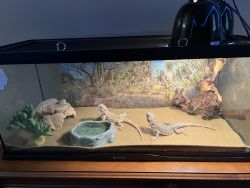 Selling two girls bearded dragons
