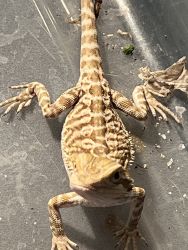 Selling bearded dragons
