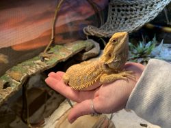 Citrus tiger bearded dragon. He’s a little over two years old.