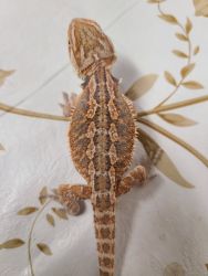 Baby bearded dragon for sell