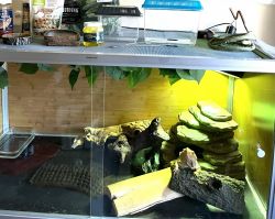 Bearded dragon and enclosure