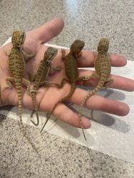 Baby Bearded Dragons - Captive Bred & Hand Raised