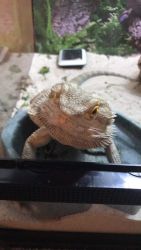 3 year old bearded dragon for sale with tank.