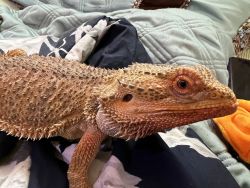 1-2 year old bearded dragon very sweet loves to be held