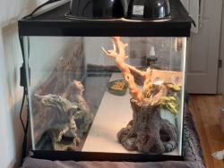 Bearded dragon and cage set up