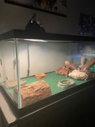 selling Bearded dragon and tank