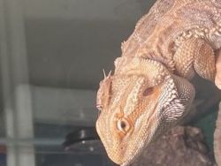 I have a9 month old beardie who need a new home:)