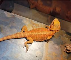 Hypo Trans Red Juvenile Bearded Dragon