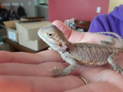 Red Leatherback Baby Bearded Dragon