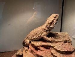One year old bearded dragon