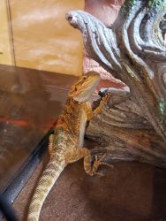 2 year old Bearded Dragon plus supplies Included