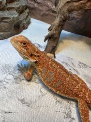 6 months old Bearded Dragon for sale