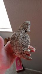 2 bearded dragons for sale