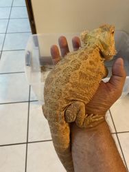 One 1/2 year old bearded dragon
