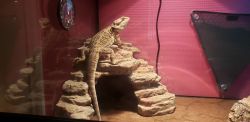 Bearded Dragon with enclosure
