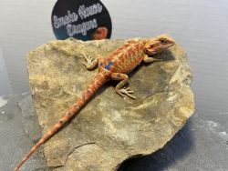 Bearded Dragons for sale
