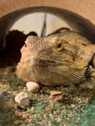 Female Bearded Dragon with supplies