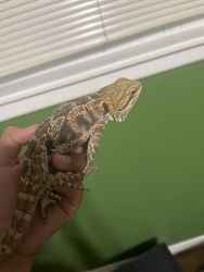 Red stripe hybrid male bearded dragon 1 year old and 12 inchs
