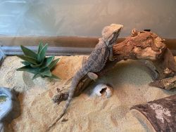Bearded Dragon for Sale! (Price negotiable)