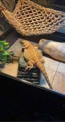 Bearded dragon with everything