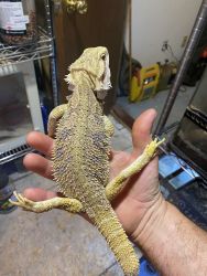 Adult male bearded dragons