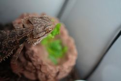 Healthy Bearded Dragon + Cage + Lighting And More!