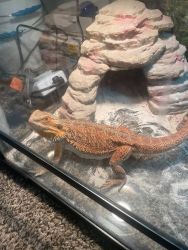 2 year old bearded dragons comes with everything needed