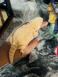 Bearded dragon for sell