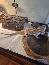 Bearded dragons and Gecco lizards