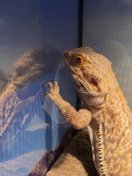 Adult Male Bearded Dragon (5 years old)