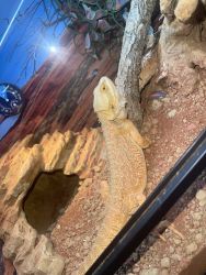 Bearded dragon for sale male