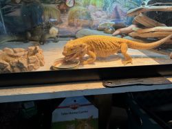 4 Year Old Bearded Dragon w/ Cage