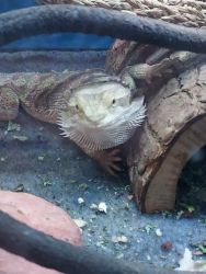 Bearded dragons for sale