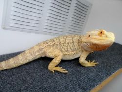Adult Male Bearded Dragons