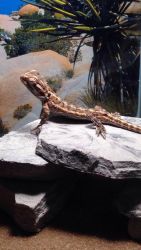Urgent - Baby Bearded Dragon To Good Home