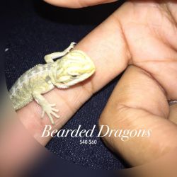 Baby bearded dragons