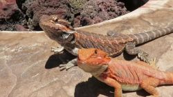 hypo translucent bearded dragon for sale.