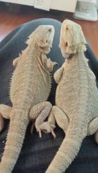 White Leatherback Bearded Dragons for sale.