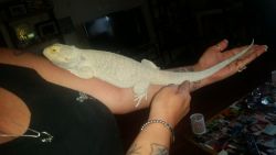 Large bearded dragon for sale