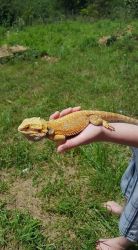 Red male bearded dragon and 55 gallon tank for sale