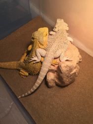 3 BEARDED DRAGON , Tank , Accessories, Lights.... all Included