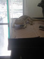 Adult Bearded Dragon complete set-up