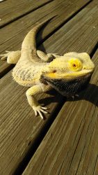 Bearded dragons for reserve