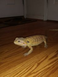 Bearded Dragons for sale.