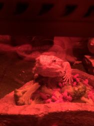 2 Adult Bearded Dragons with Habitat