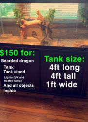 Bearded Dragon, Tank + Decor, Lights, Lamp, & Sand