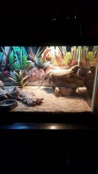 Bearded dragon with tank n other items