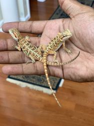 Beautiful Baby Beardie Dragons Looking for a New Home